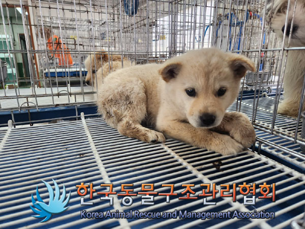 한국동물구조관리협회_441406202300298